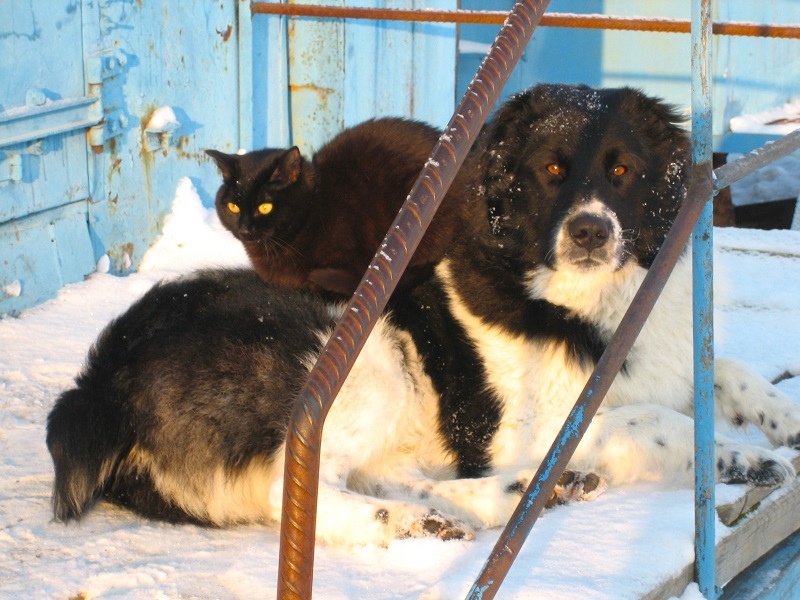 Рис. 4. Мороз_.jpg Рис. 4. Мороз_.jpg